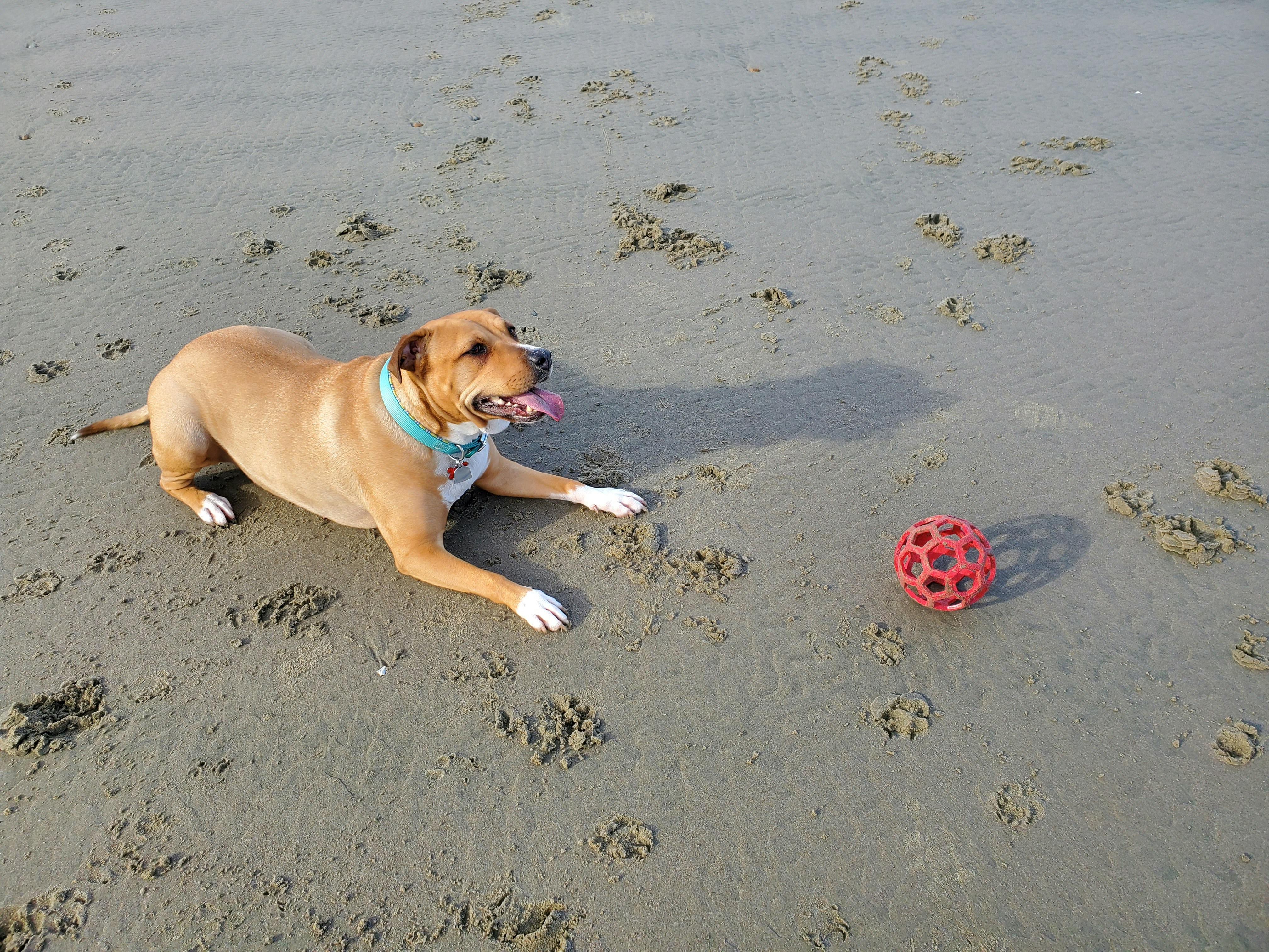 brown and white short coated dog playing on gray sand during daytime