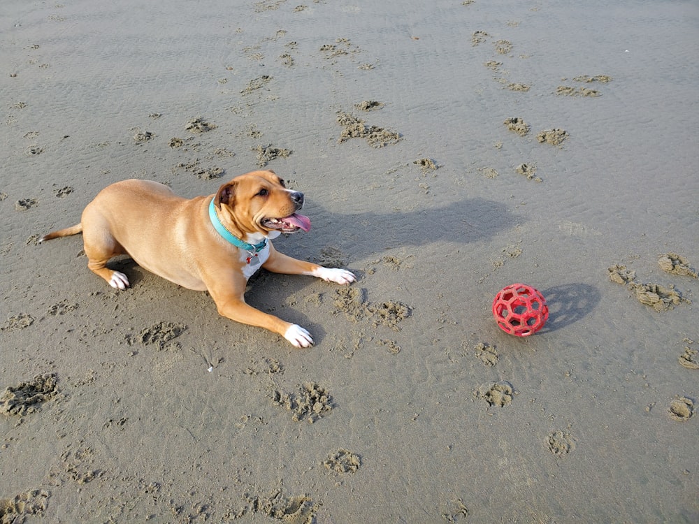 cão de pelagem curta marrom e branco brincando na areia cinza durante o dia