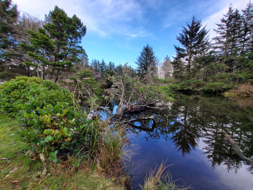 green trees beside river under blue sky during daytime