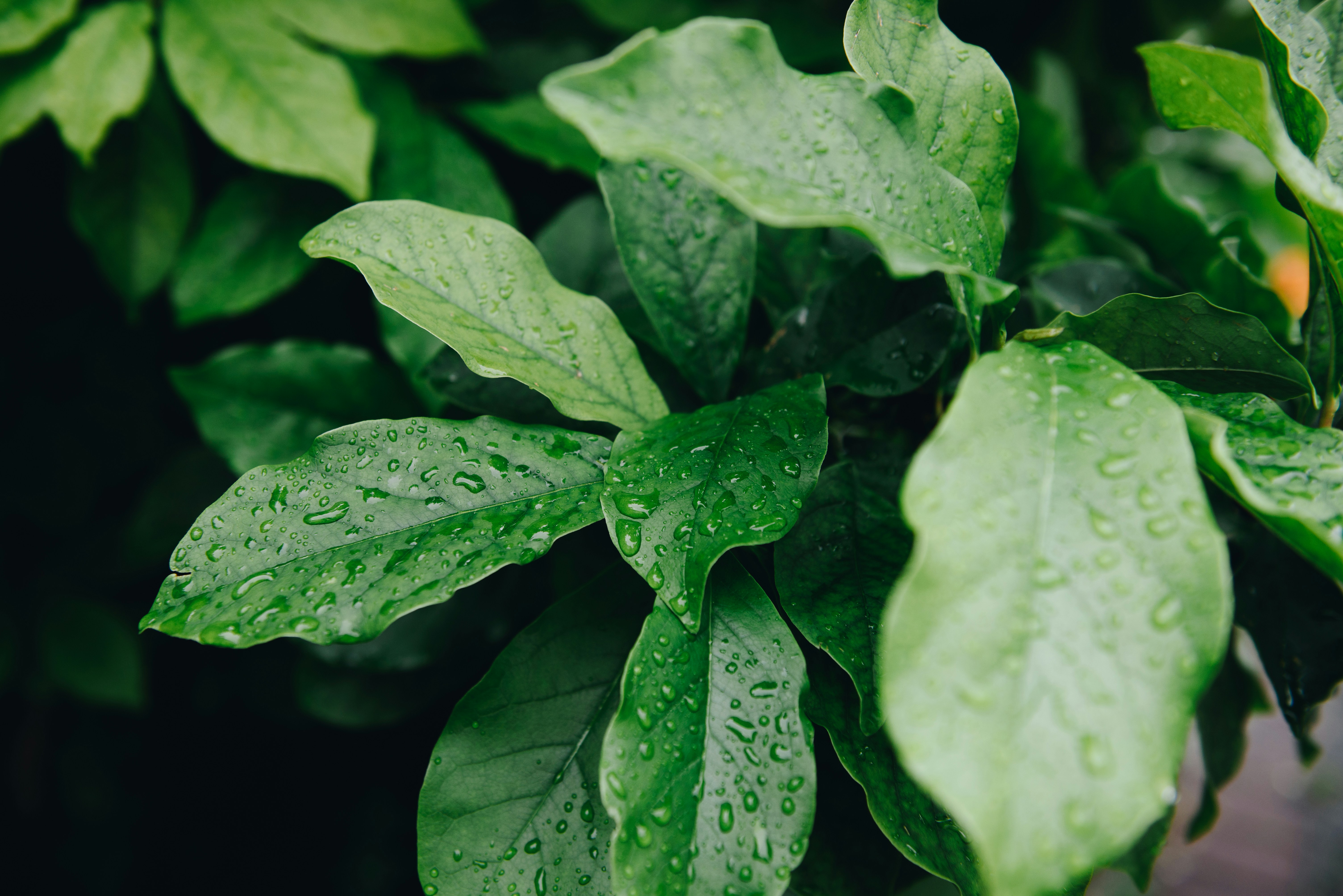 Photo by anastasiiachepinska