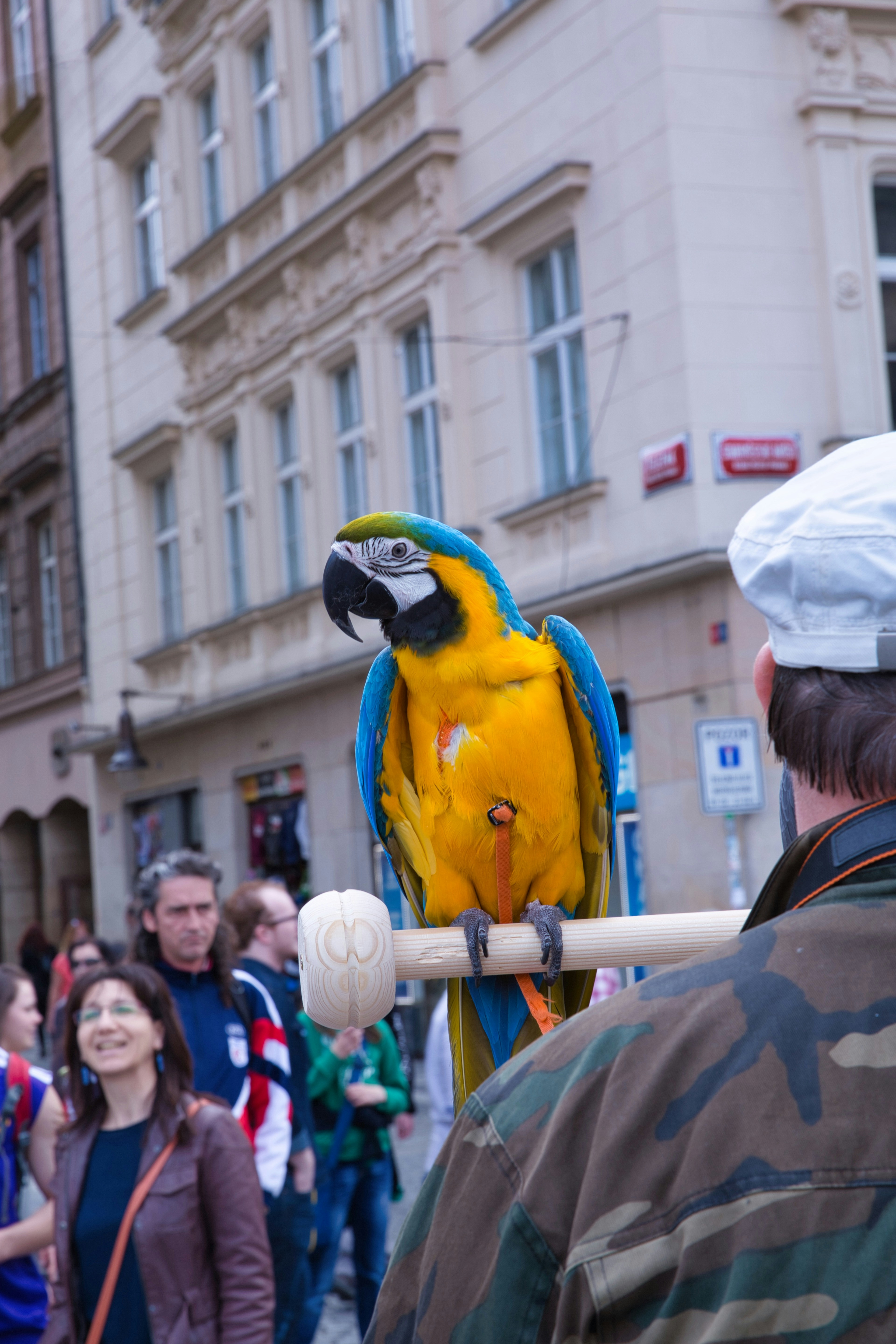 blue yellow and green macaw