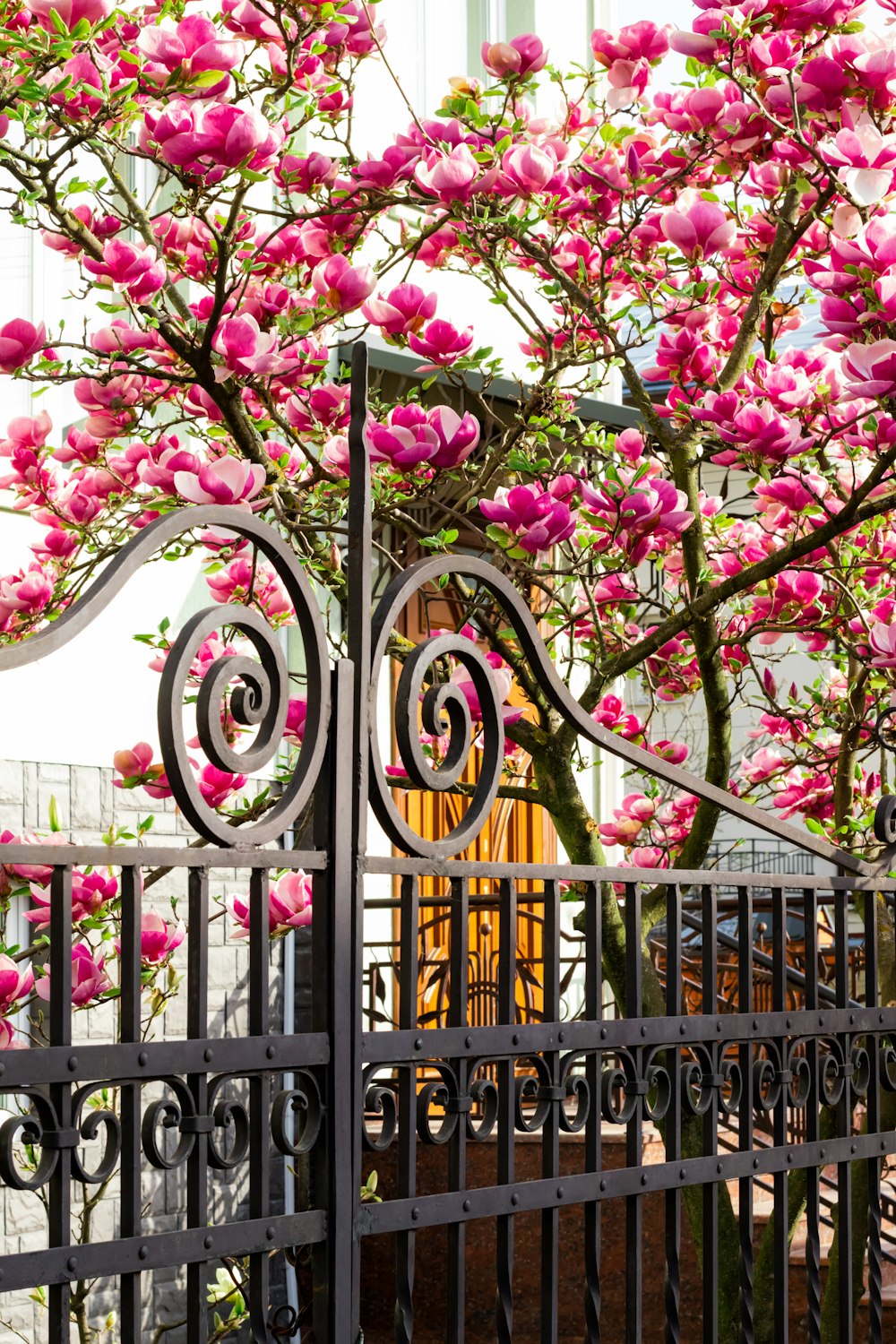 黒い金属製の柵にピンクと白の花