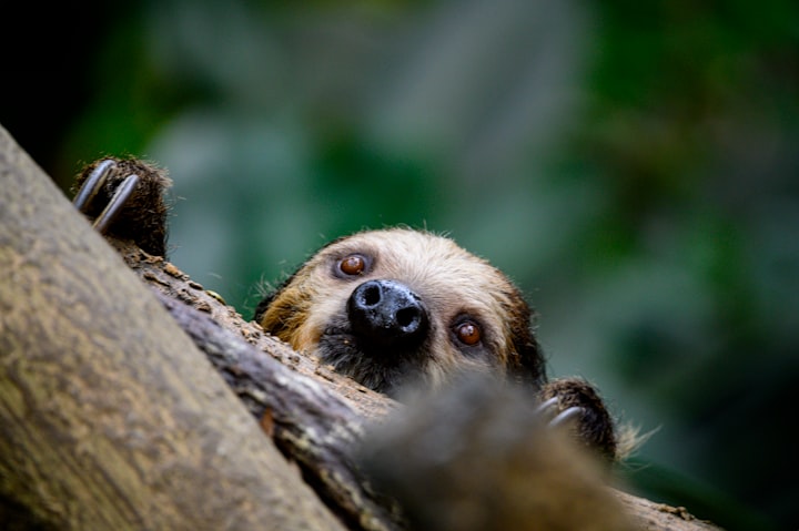 Meat Eating Sloths