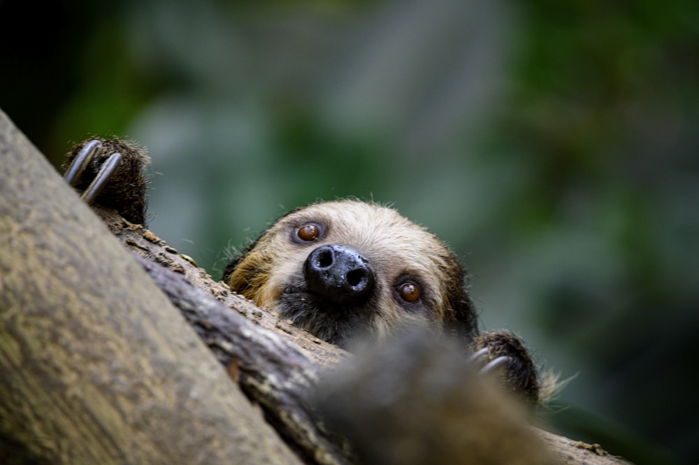 brown and black monkey on brown tree branch during daytime