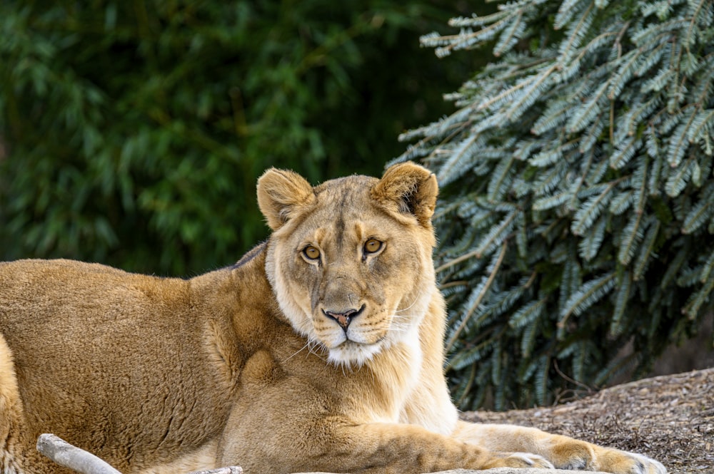 brown lioness lying on green grass during daytime