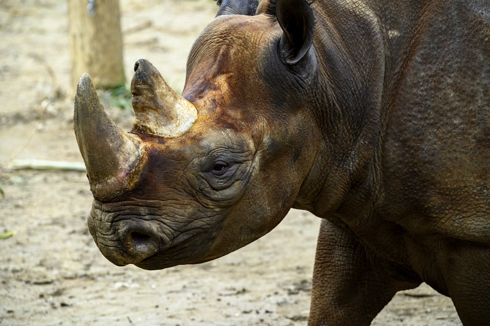 brown rhinoceros on brown sand during daytime