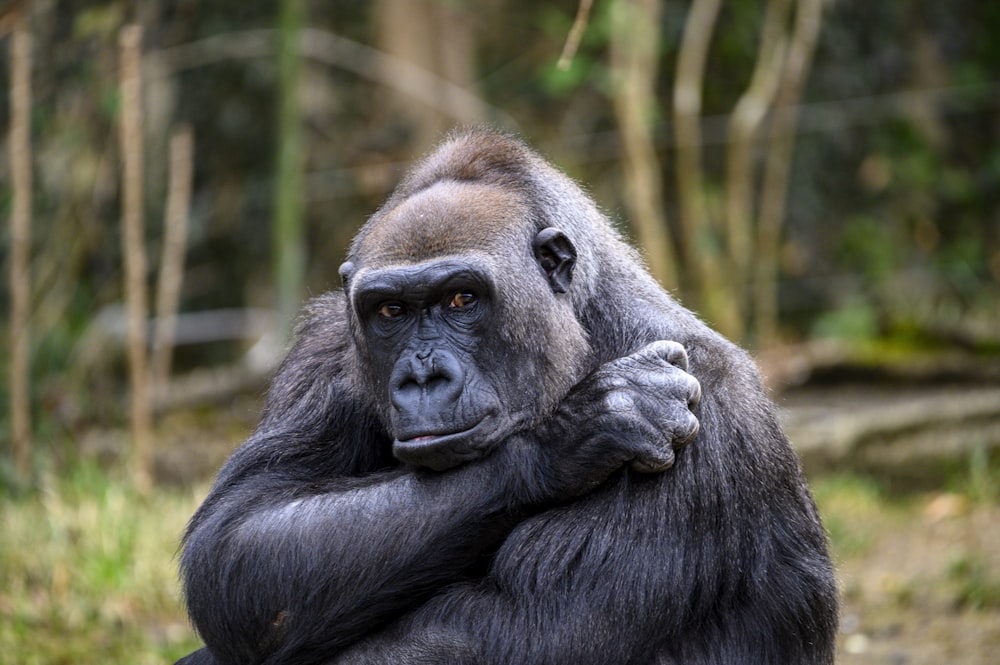 gorila preto na floresta durante o dia