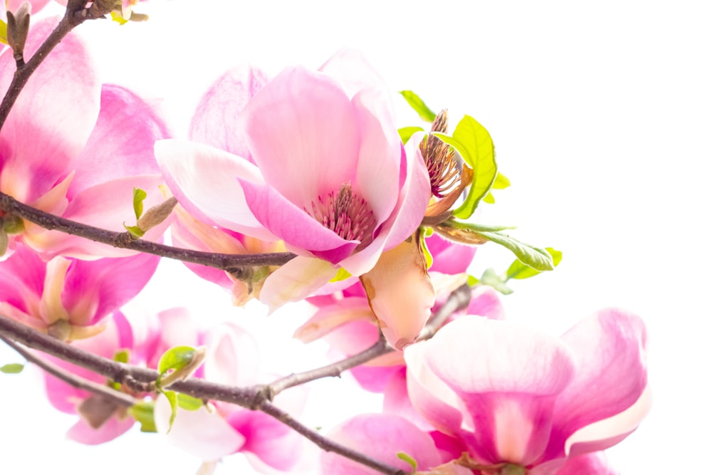 pink and white flower on white background