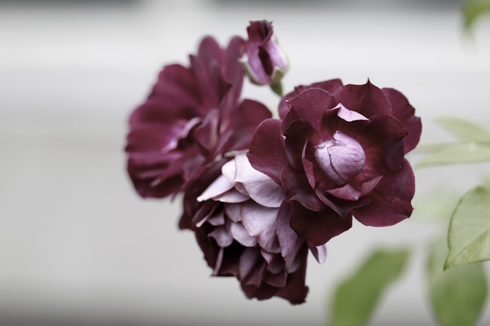 pink flower in tilt shift lens