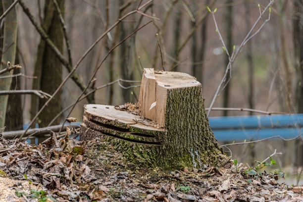 edmond stump removal