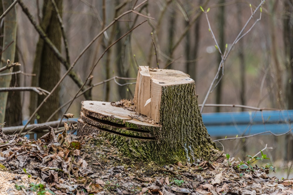 brauner Holzstamm auf braunen getrockneten Blättern