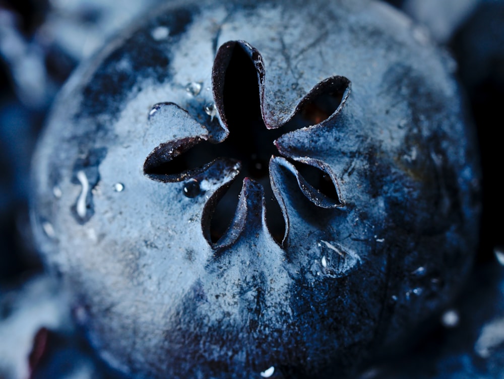 black and white flower in close up photography