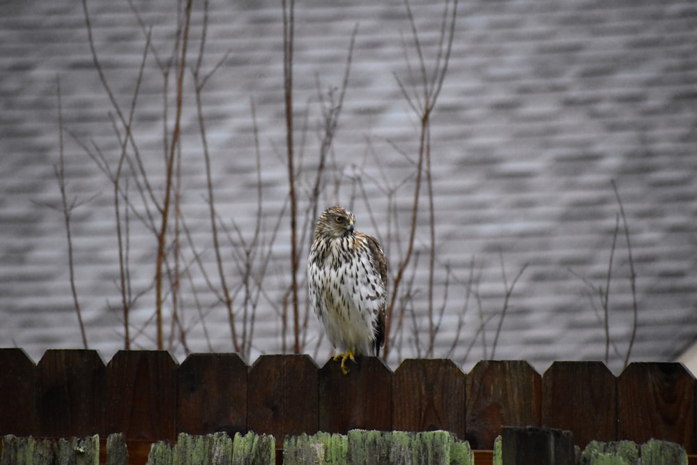 white and brown owl on brown wooden fence during daytime