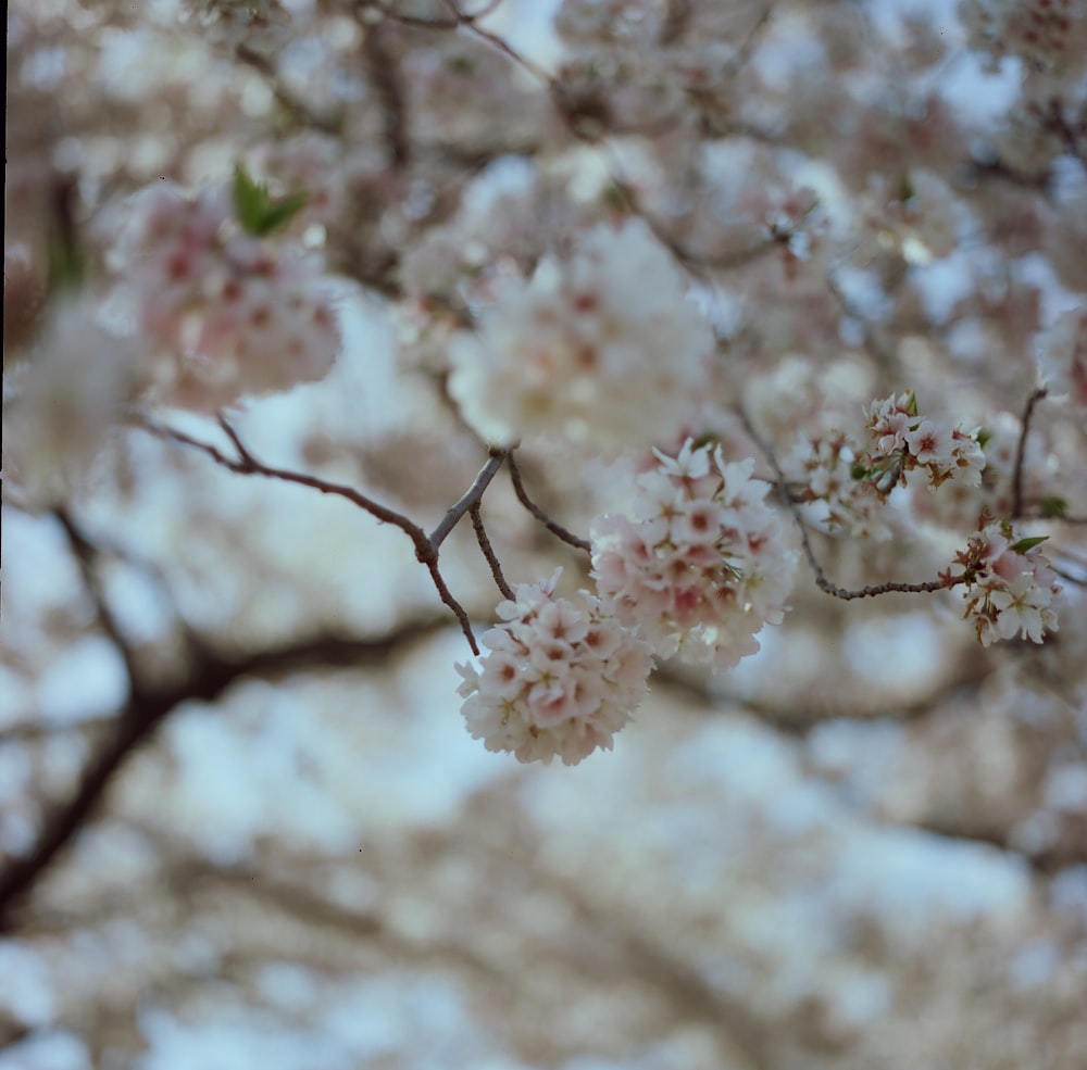 white and pink cherry blossom