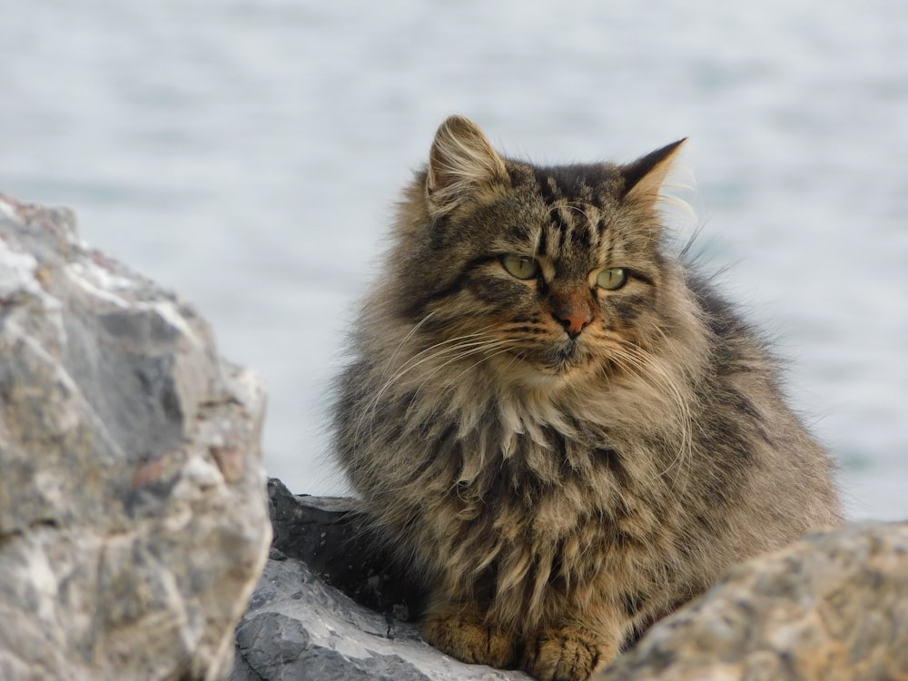 Gatto a pelo lungo marrone e nero su roccia grigia durante il giorno