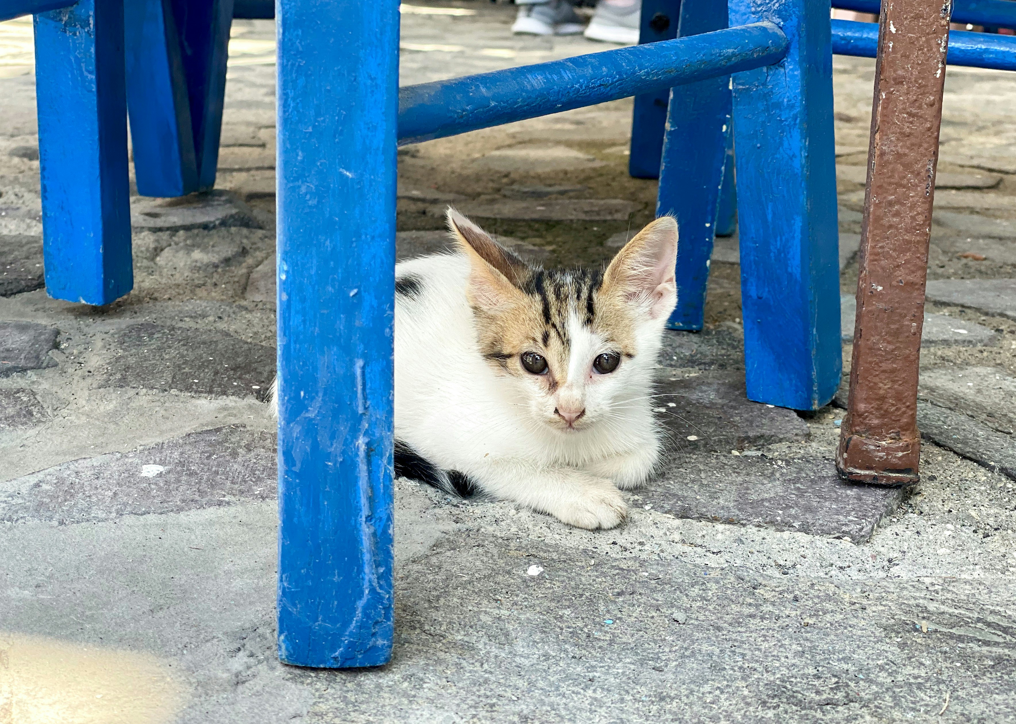 chat blanc et brun couché sur une clôture en métal bleu