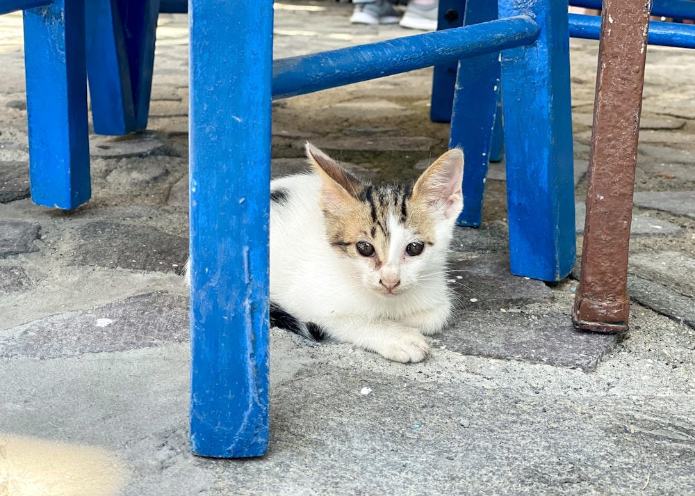 white and brown cat lying on blue metal fence