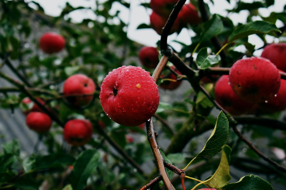 red round fruit on brown tree branch during daytime