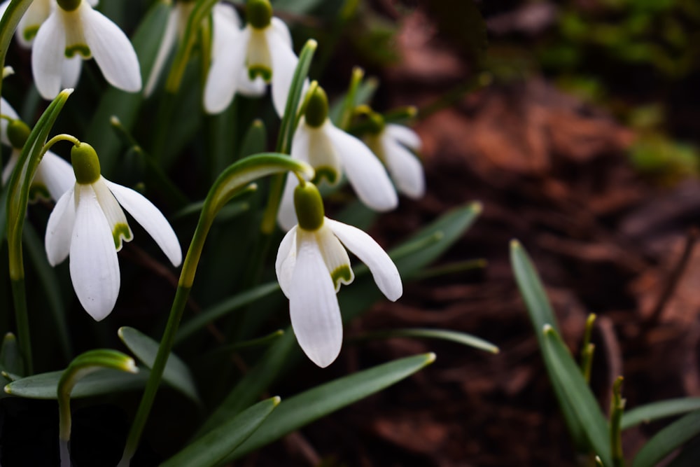 white and green flower in tilt shift lens