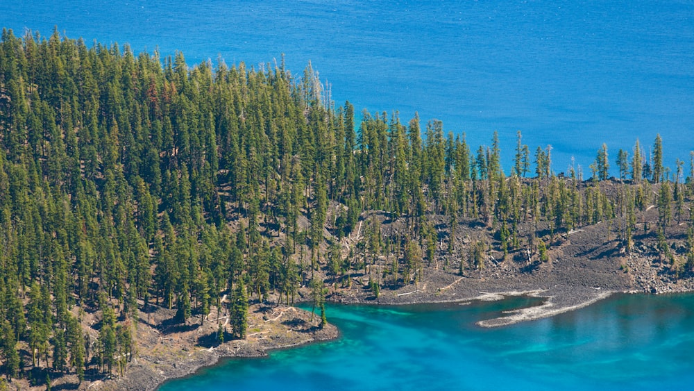 green trees near body of water during daytime