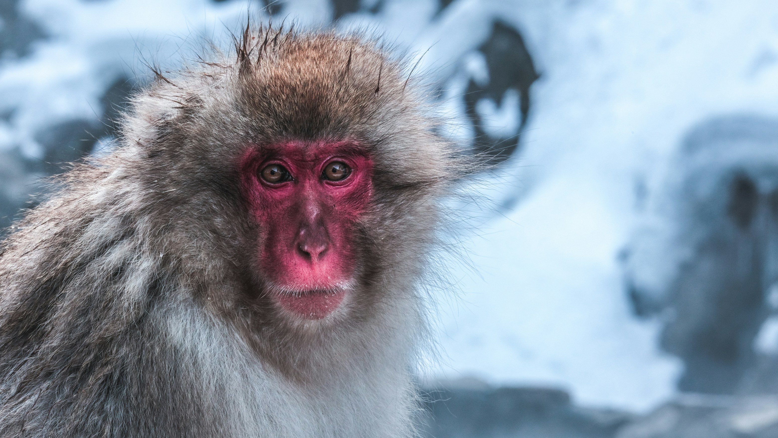 brown monkey on black metal bar during daytime
