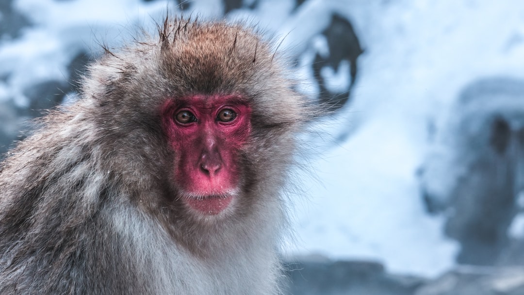 travelers stories about Wildlife in Jigokudani Valley, Japan