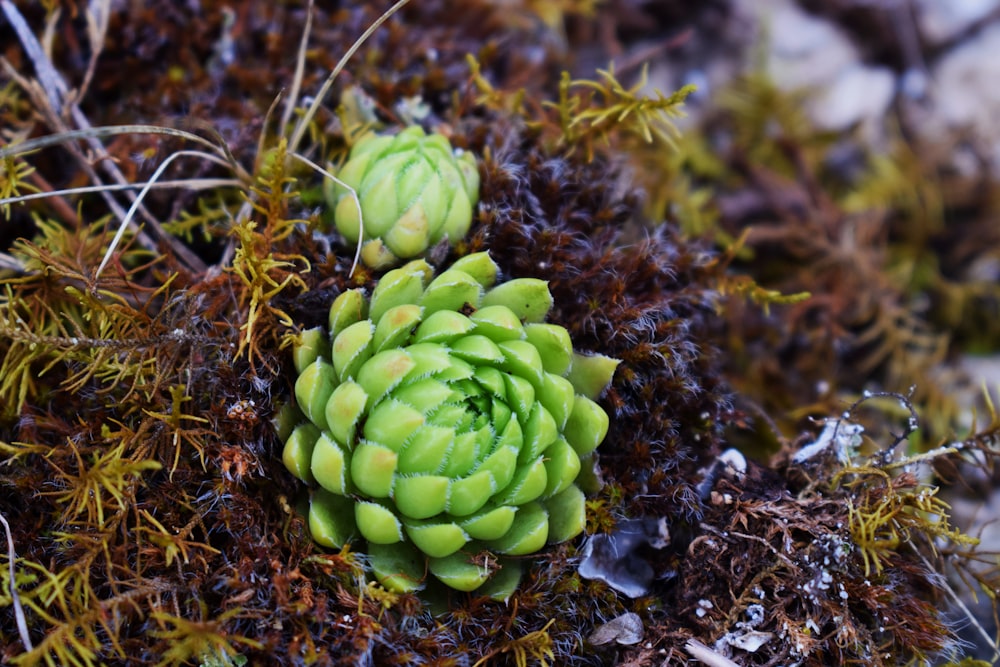 green plant on brown soil