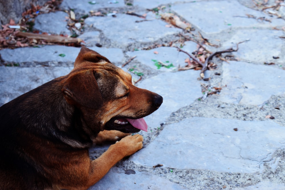 brown short coated dog lying on gray concrete floor during daytime