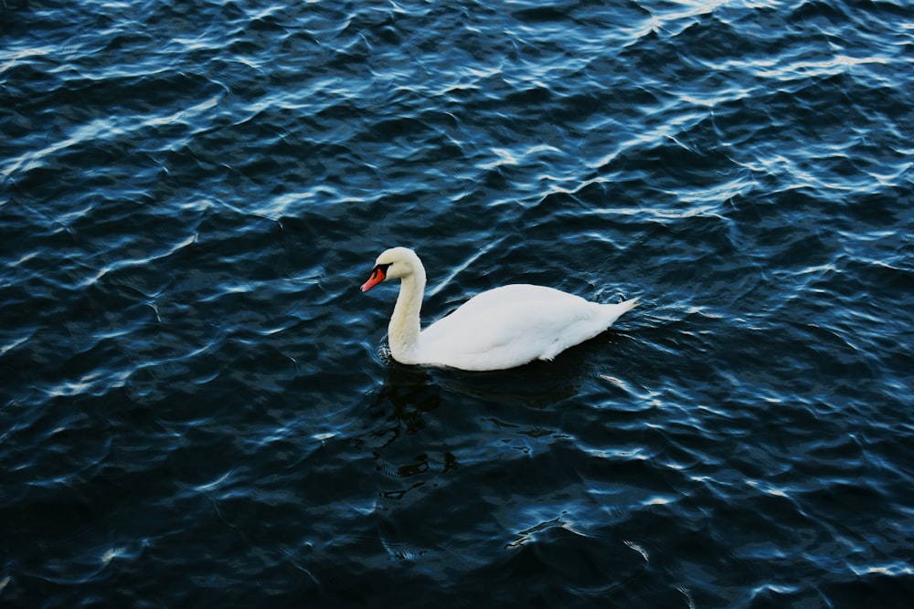 white swan on body of water during daytime