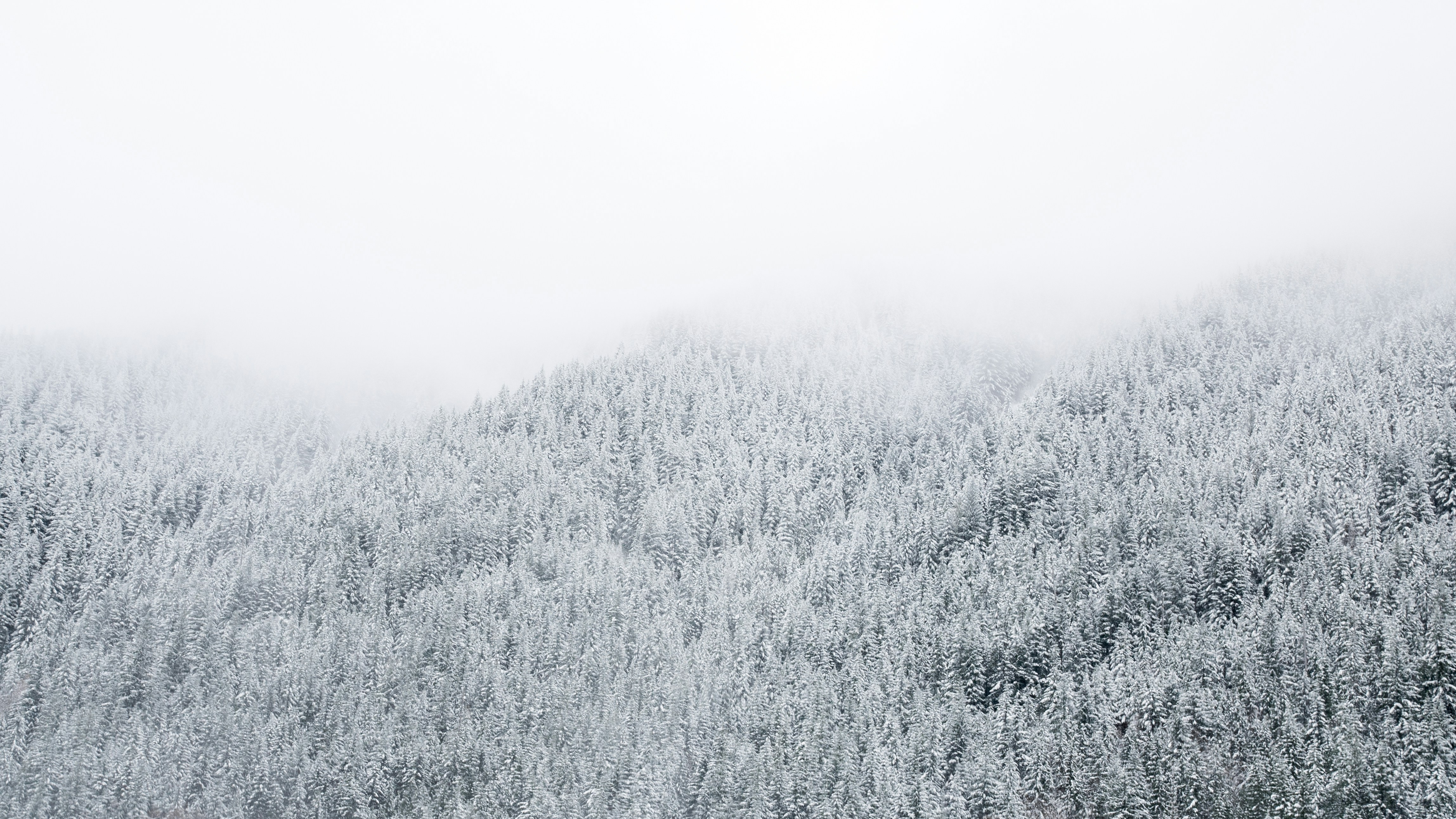 Photo by chamomileboi