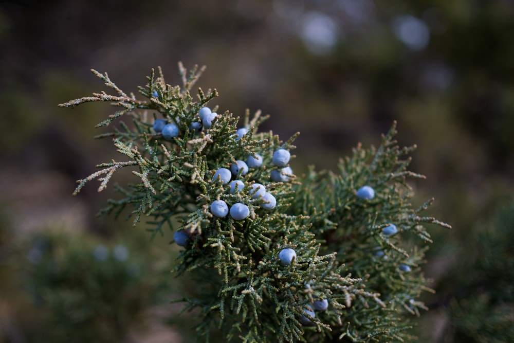 blue round fruits on green plant