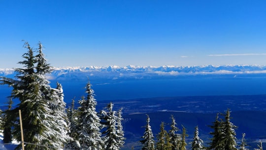 green pine trees under blue sky during daytime in Mount Washington Canada