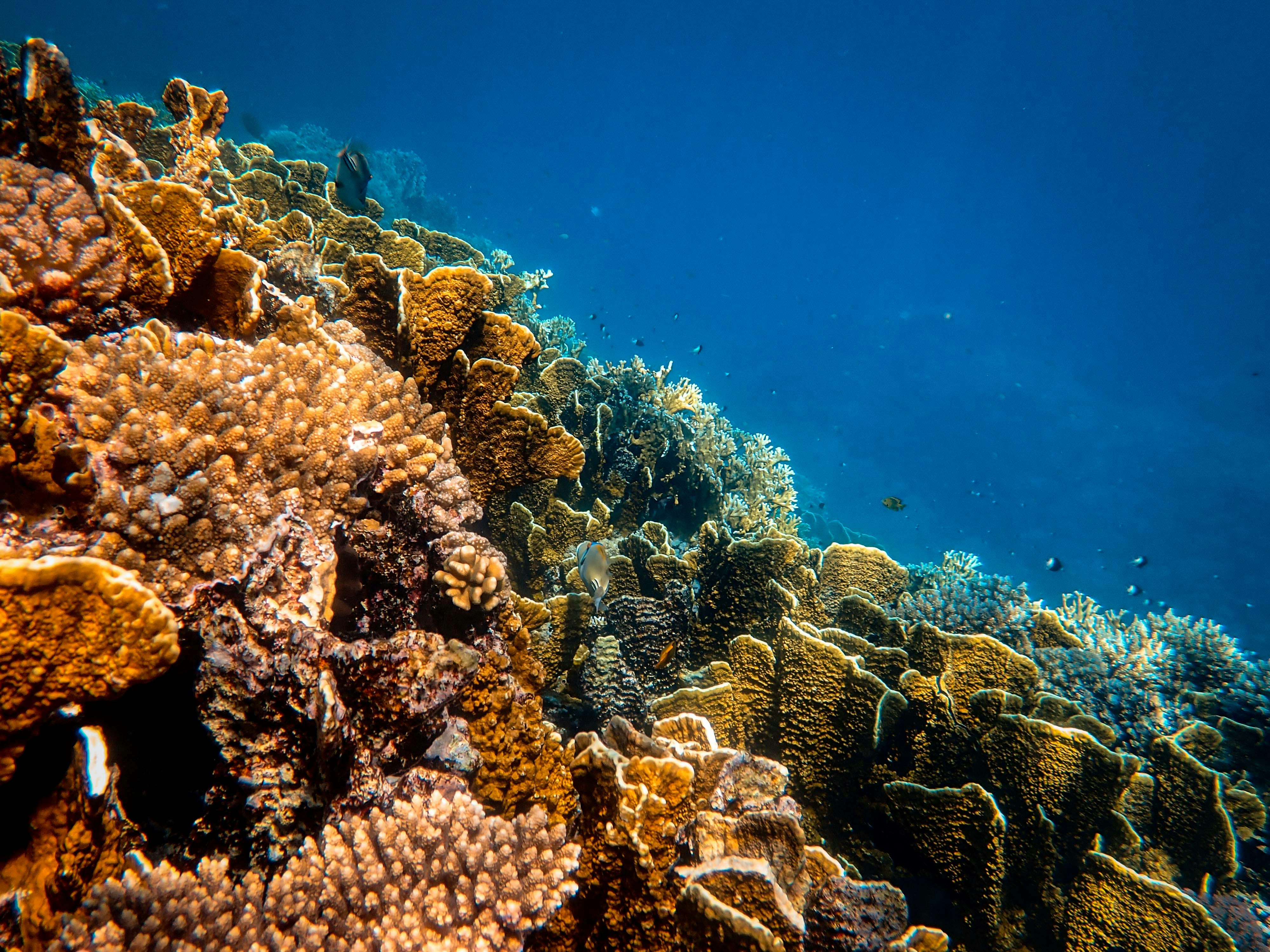 brown coral reef under water, 