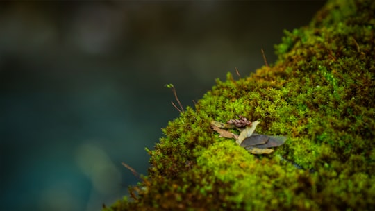 photo of Itsukaichi Wildlife near Lake Kawaguchi