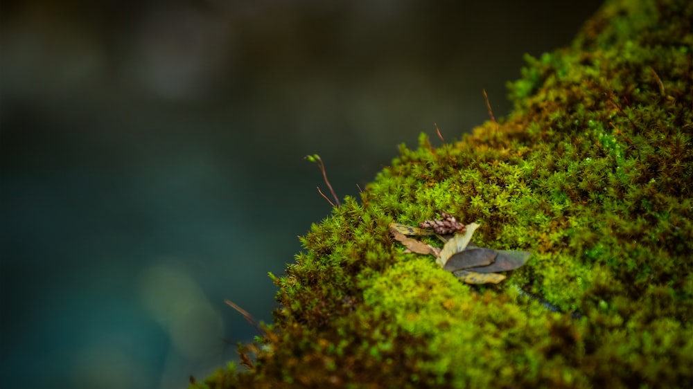 green moss on brown tree branch