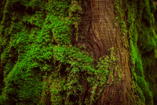 photo of Itsukaichi Old-growth forest near Fuji-Q Highland