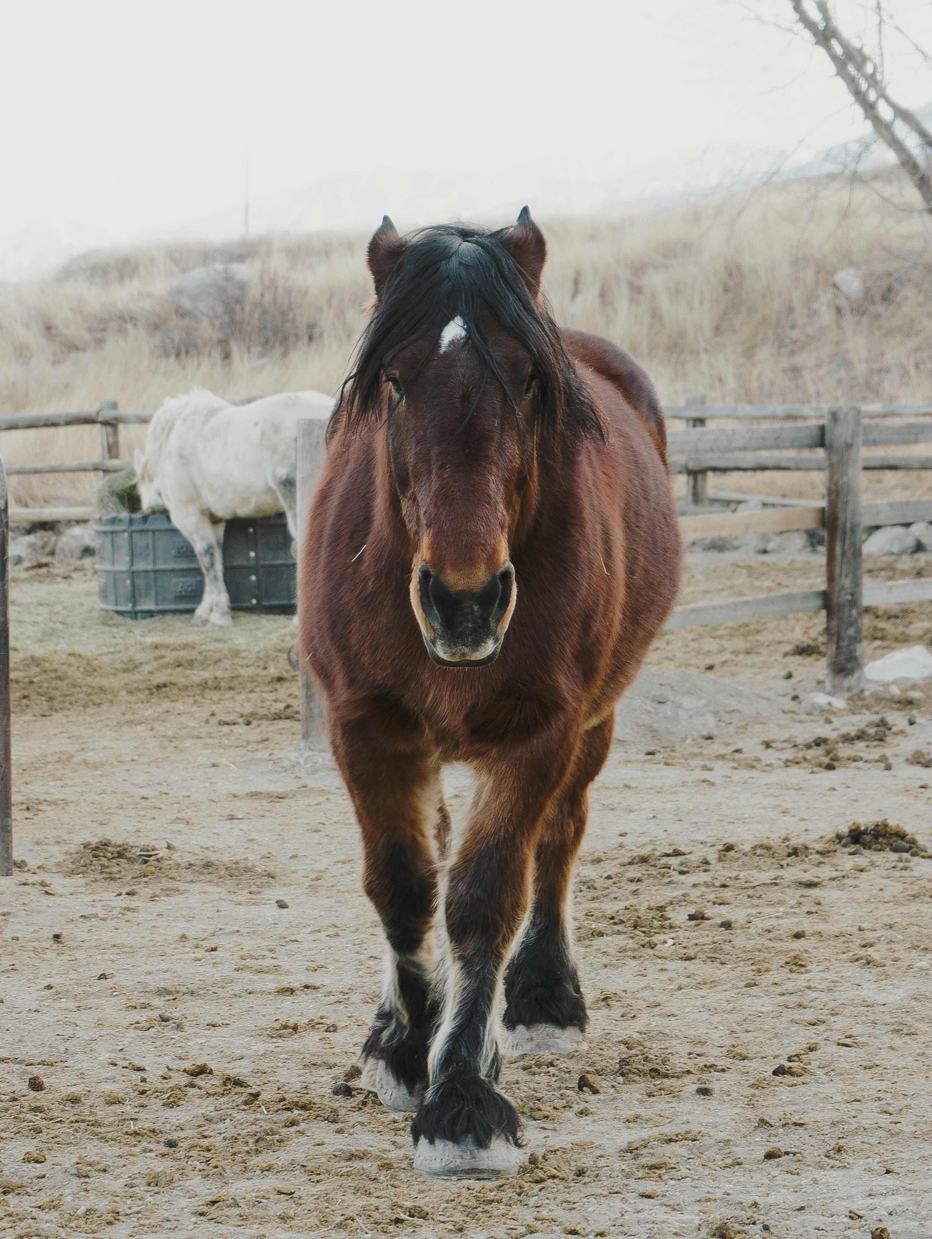 brown and white horse on brown field during daytime