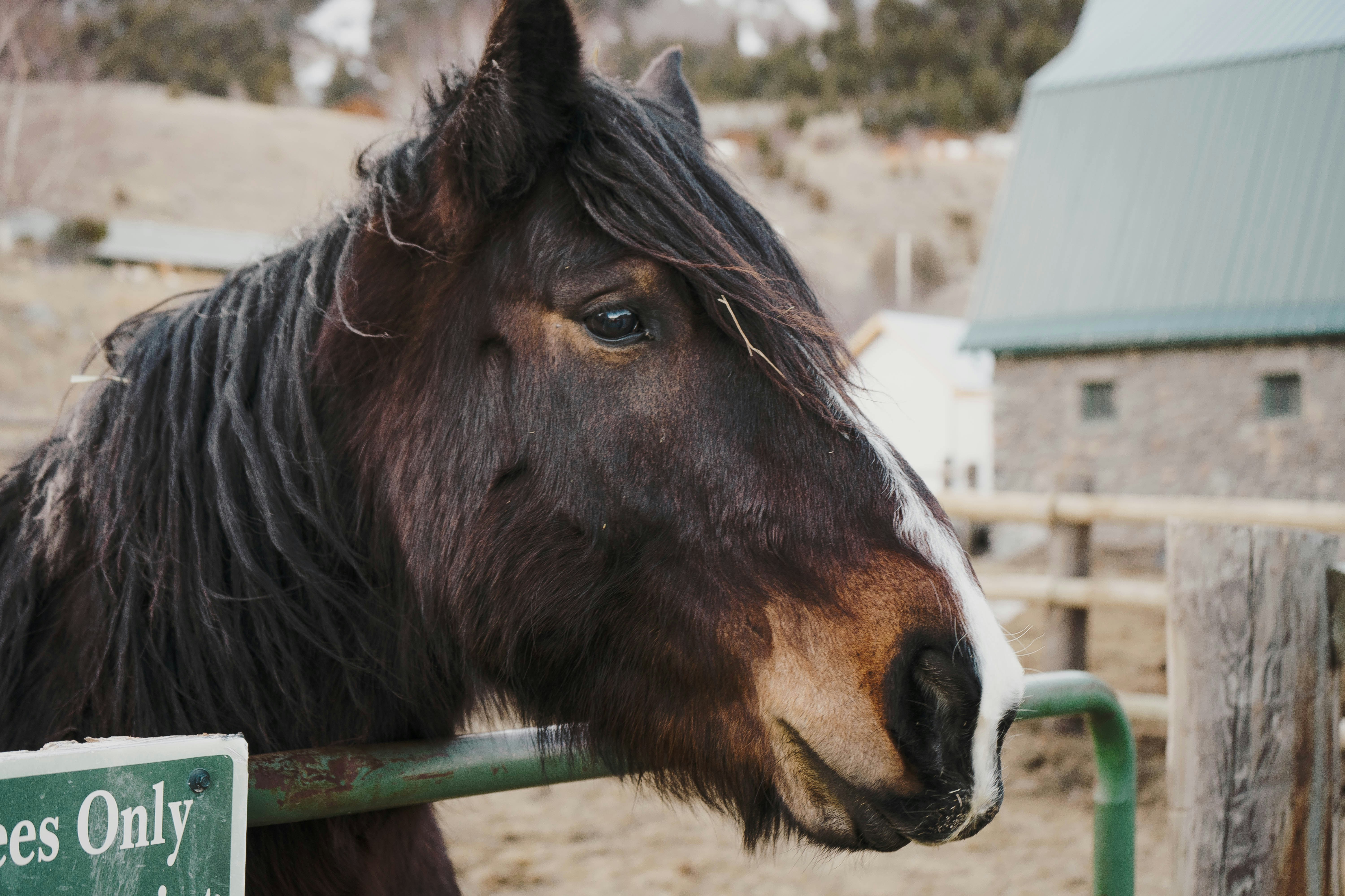 black horse in close up photography during daytime montana teams background