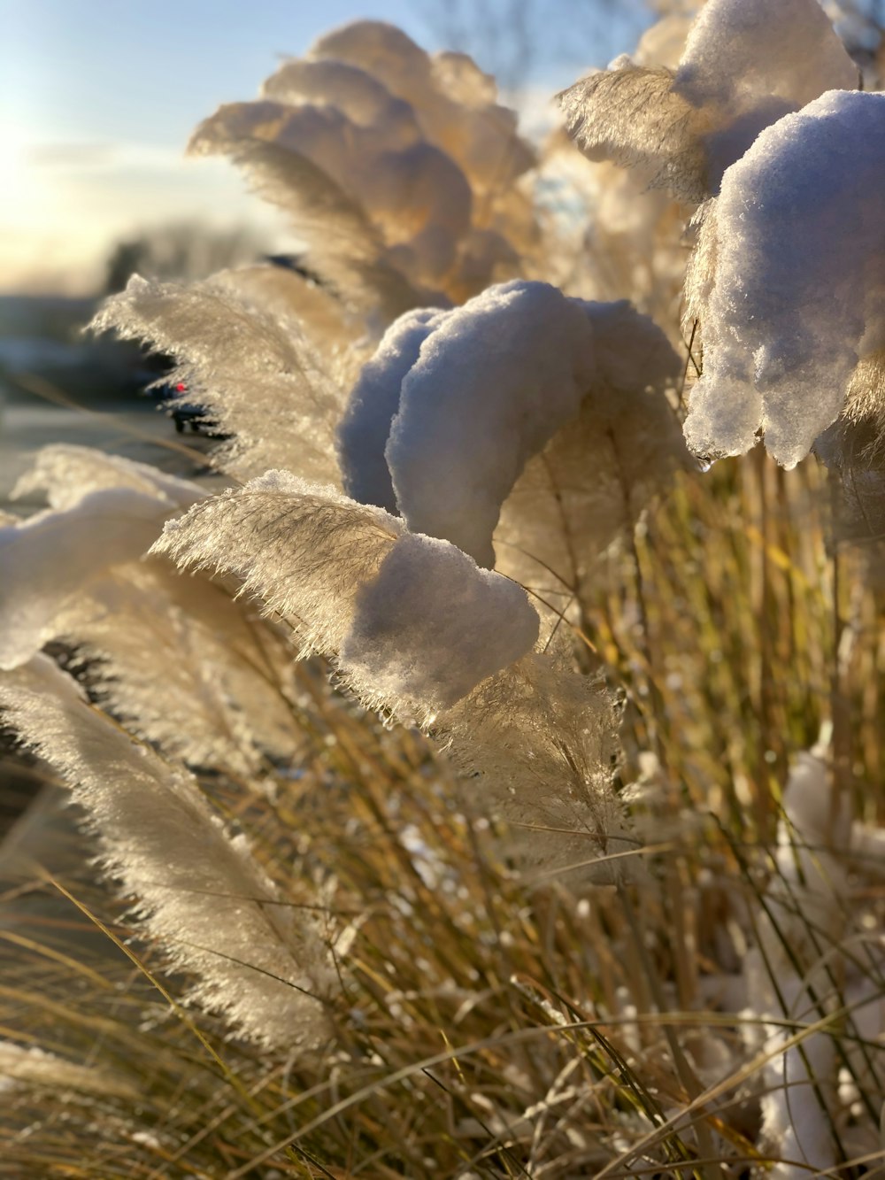 日中の茶色い芝生に白い雪