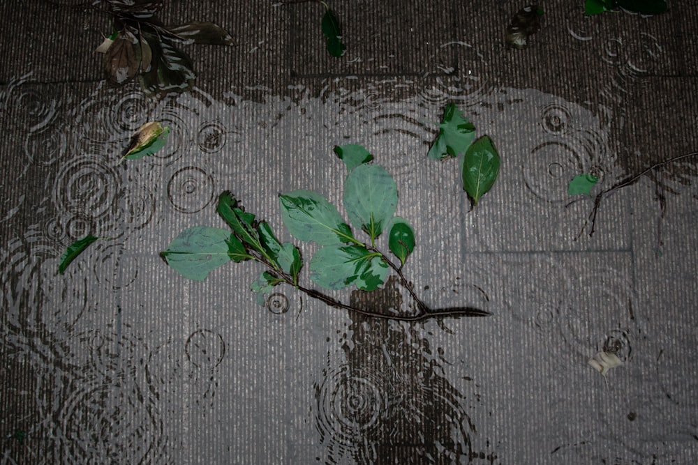 green leaves on gray textile