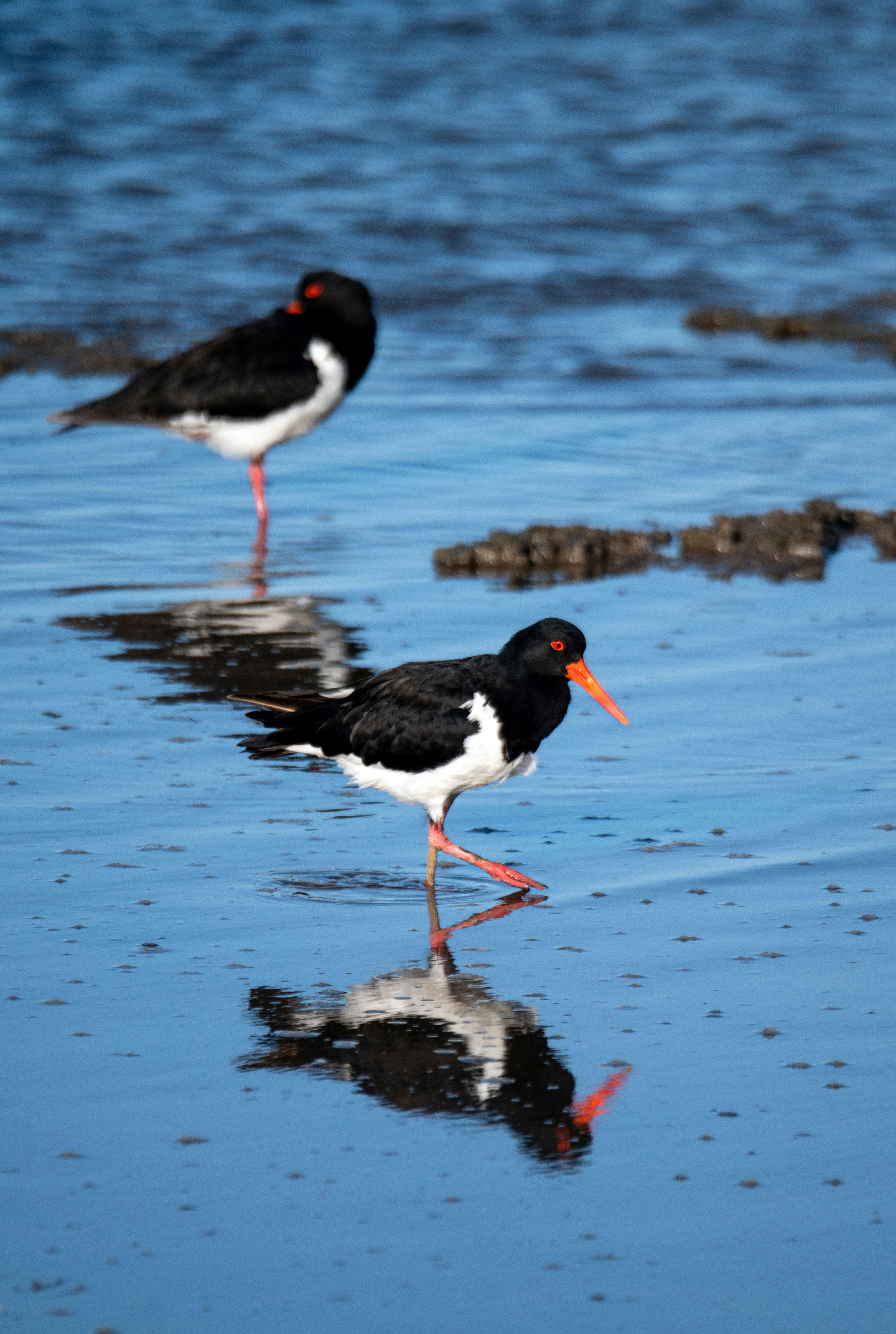 Black And Red Bird On Water During Daytime Photo Free Australia Image On Unsplash