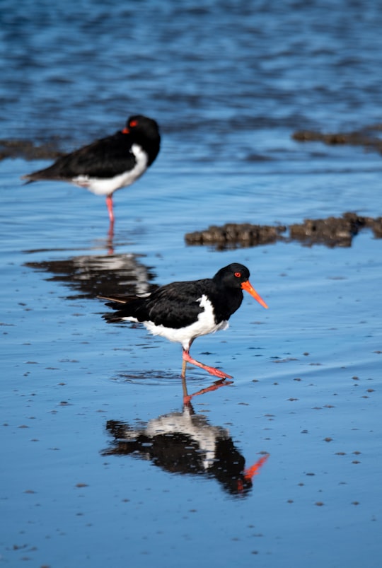 black and red bird on water during daytime in Esplanade Australia