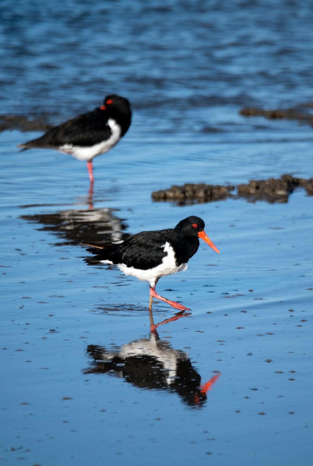 昼間の水上の黒と赤の鳥