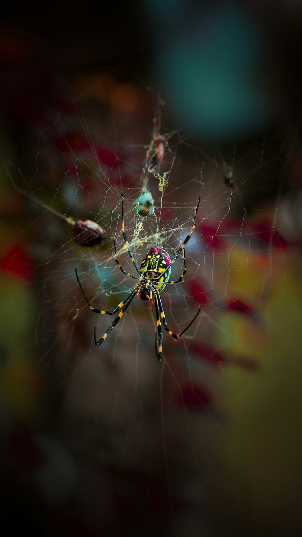 낮 동안 클로즈업 사진에서 웹에 녹색과 노란색 거미
