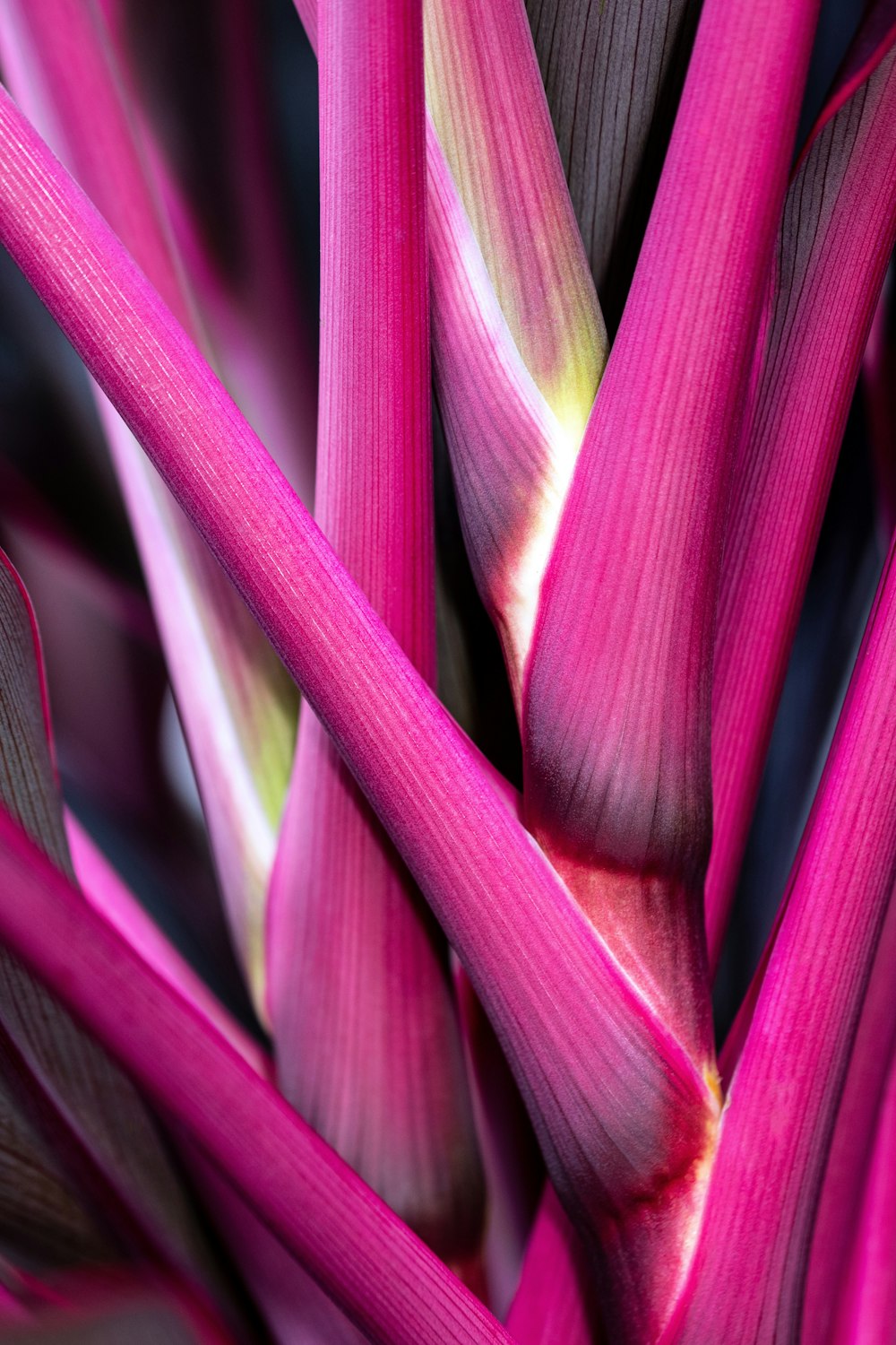 purple and green plant in close up photography