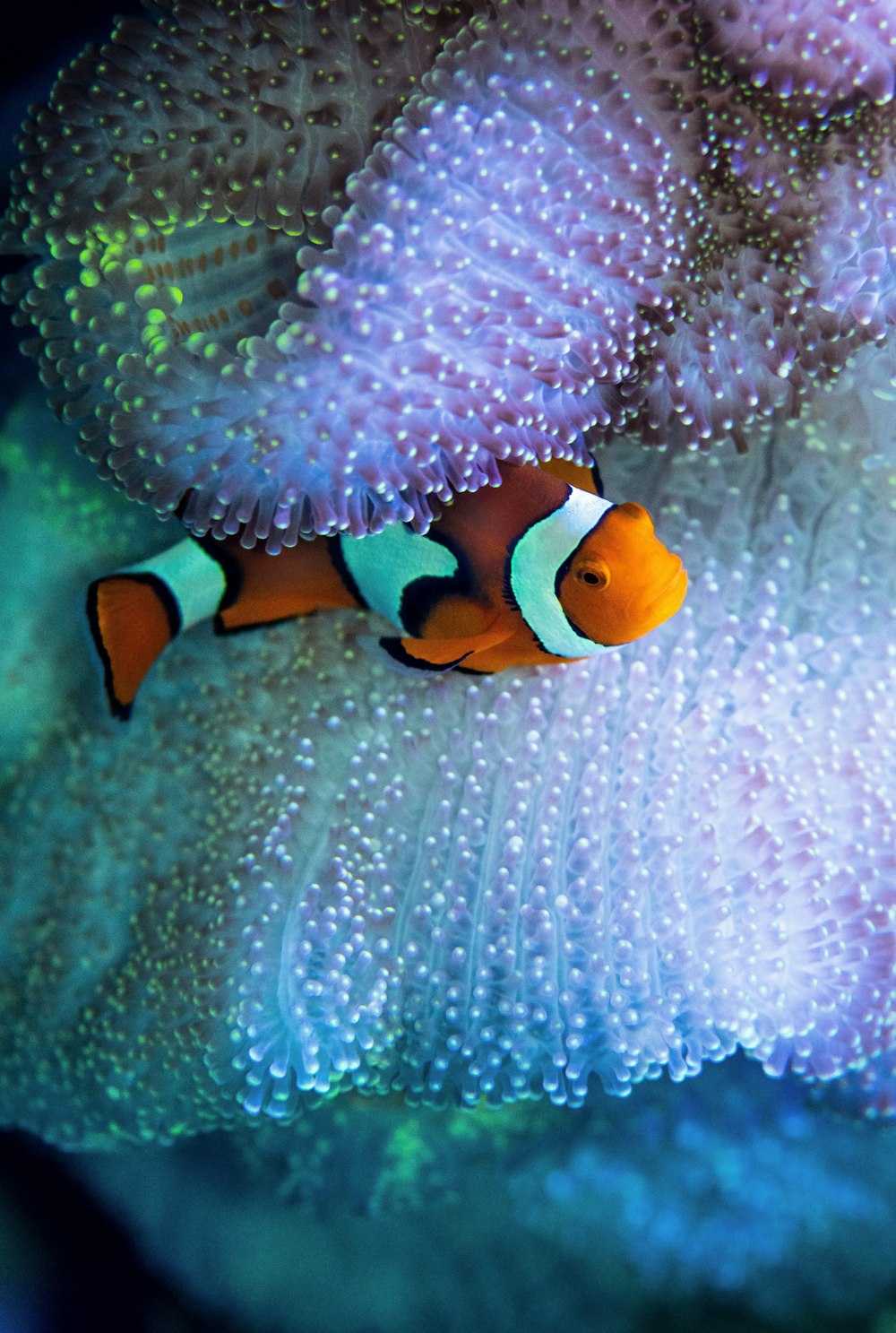 Poisson clown dans l’eau pendant la journée