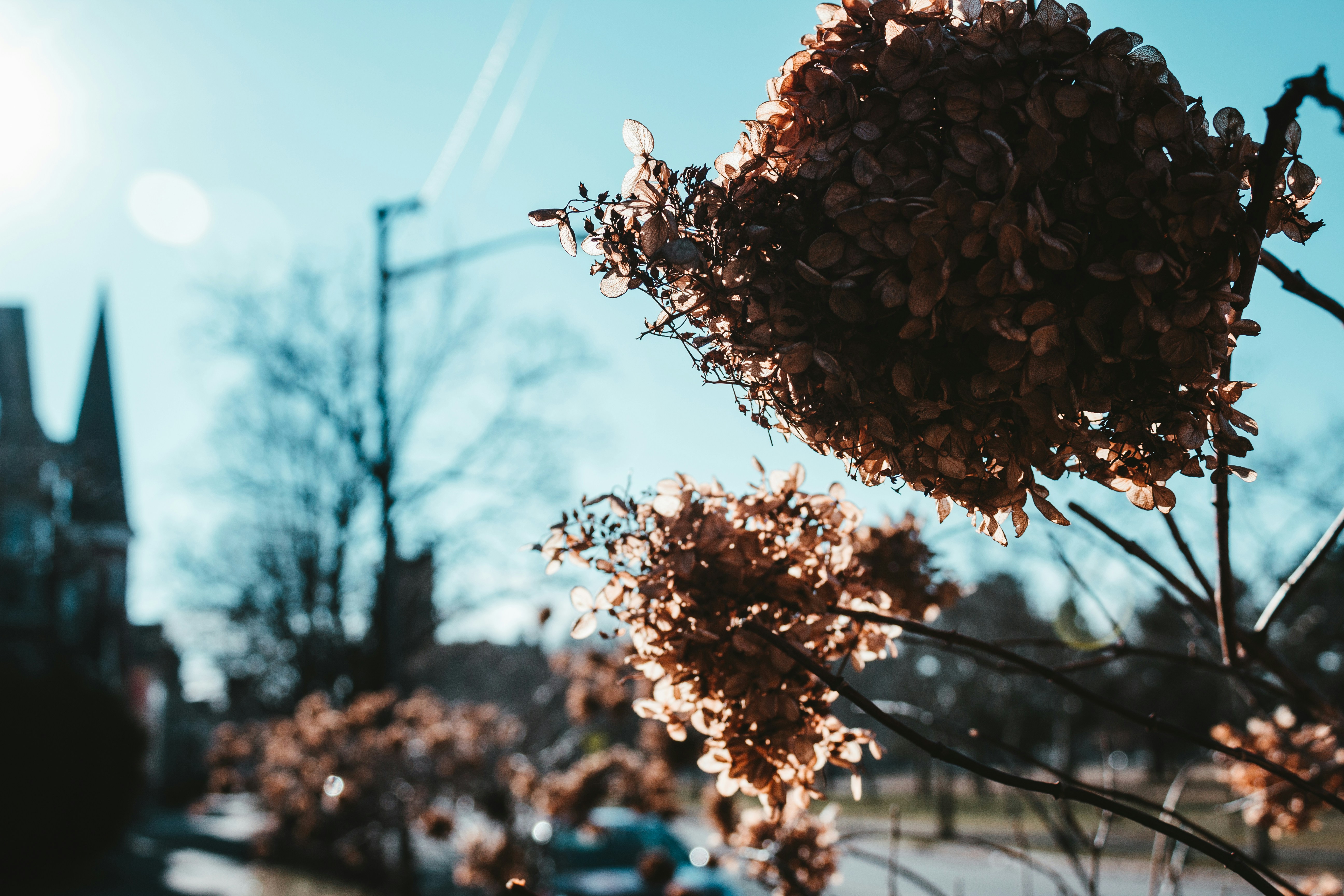 brown and white flower during daytime, Lilacs got this winter thing down