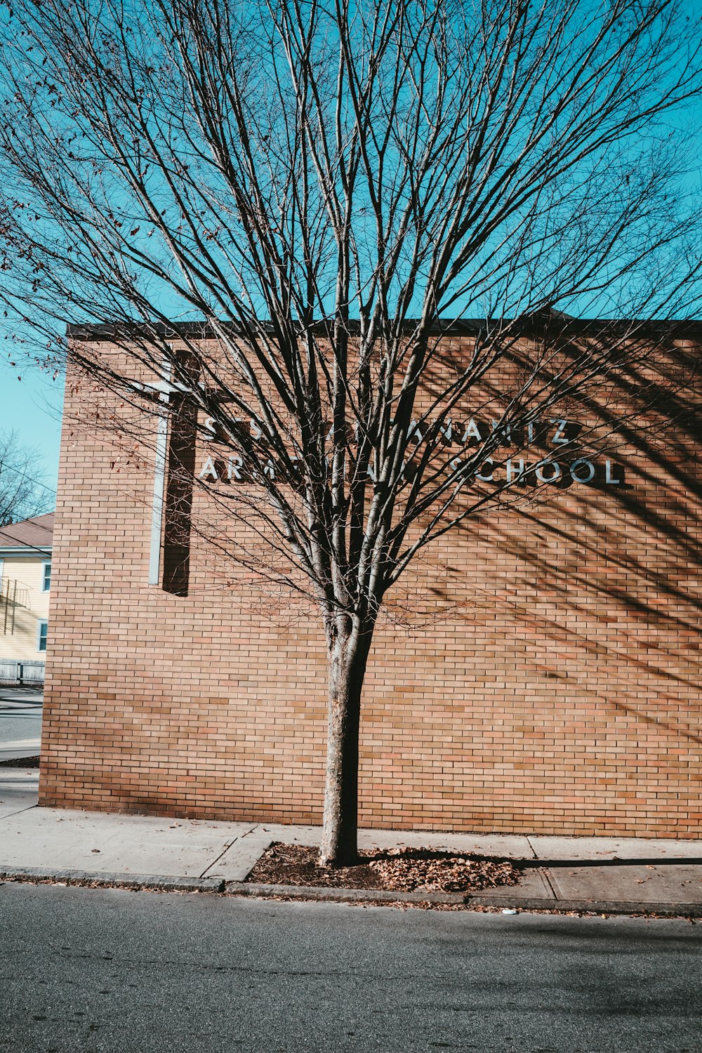 bare tree beside brown brick building