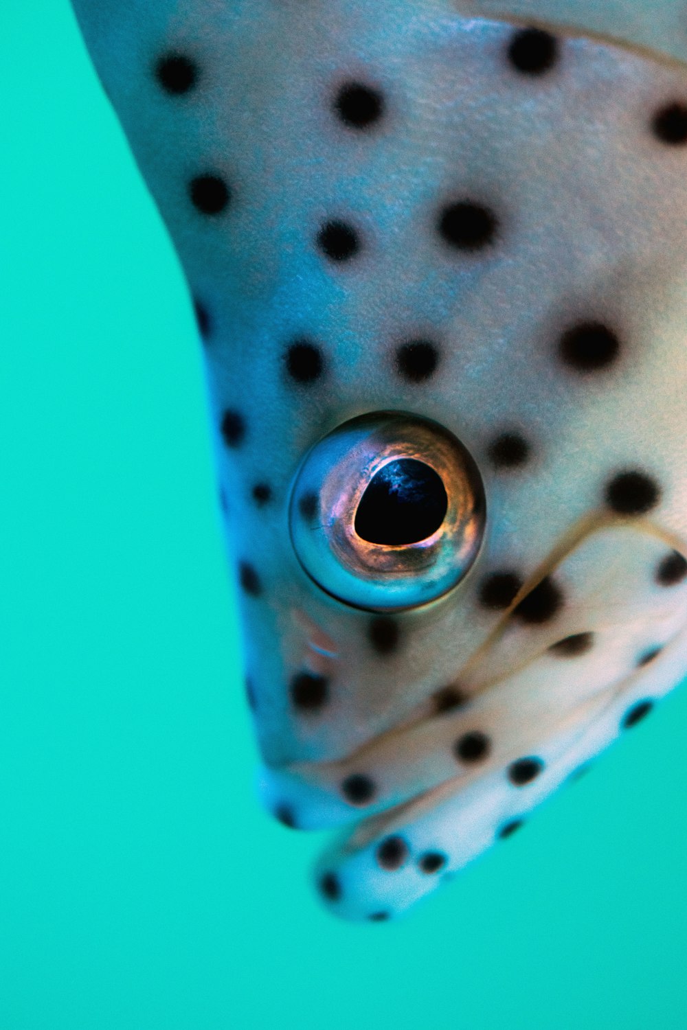 blue and white polka dot fish