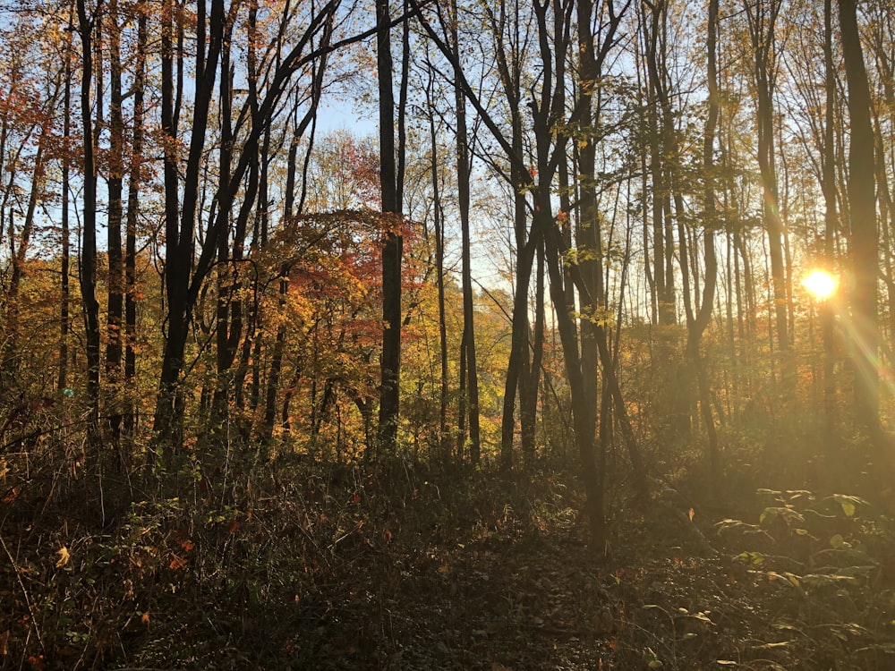 the sun is shining through the trees in the woods